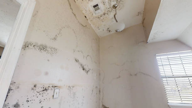 Best Emergency Mold Remediation  in Cos Co, CT