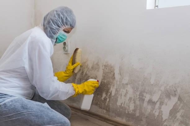 Best Attic Mold Removal  in Cos Co, CT