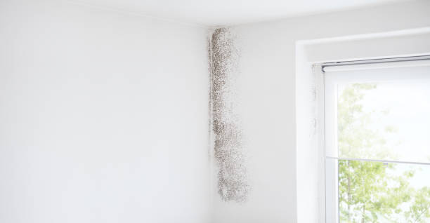 Best Comprehensive Air Testing for Mold Contaminants  in Cos Co, CT