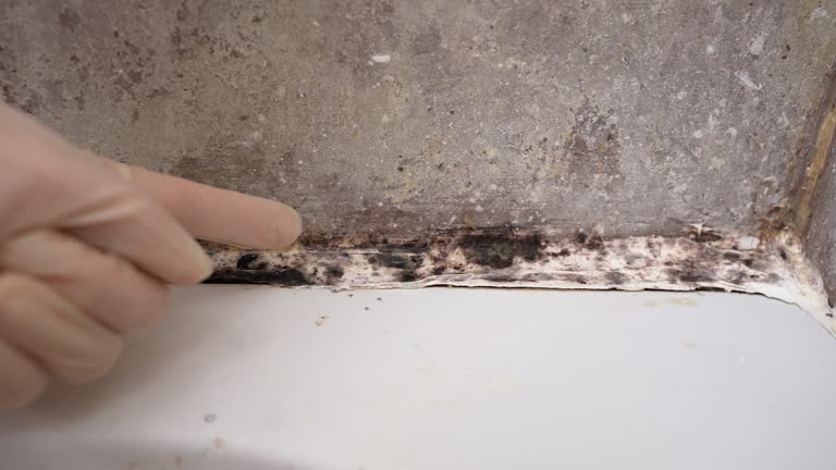 Best Mold Prevention Services  in Cos Co, CT