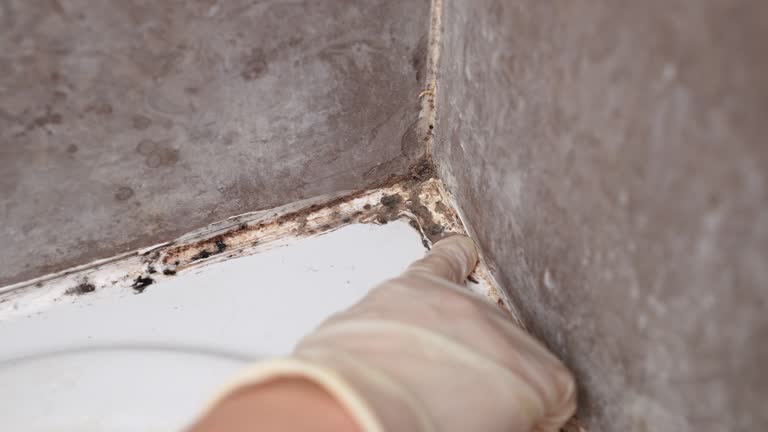Best Post-Construction Mold Inspection  in Cos Co, CT
